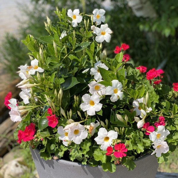 SUNDENIA® White Dipladenia - Annual