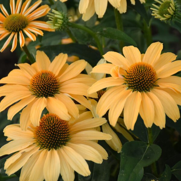 COLOR CODED® One in a Melon Echinacea - Perennial