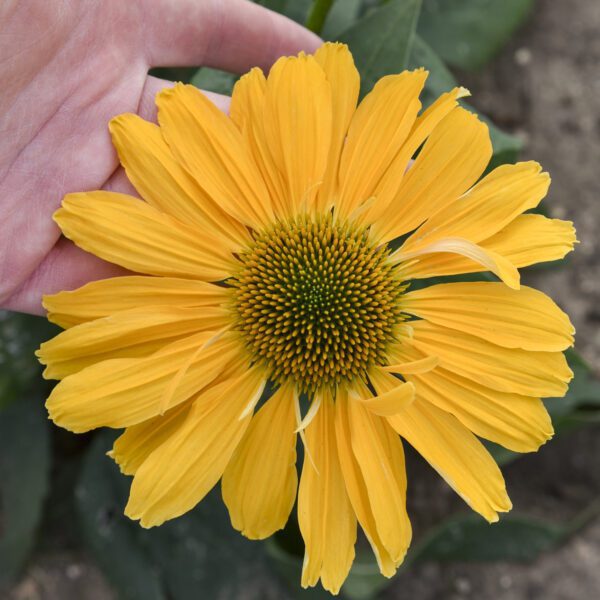 COLOR CODED® One in a Melon Echinacea - Perennial