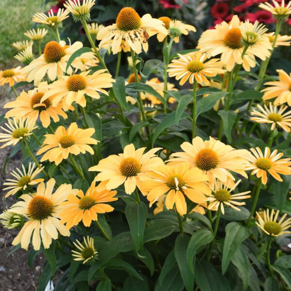 COLOR CODED® One in a Melon Echinacea - Perennial