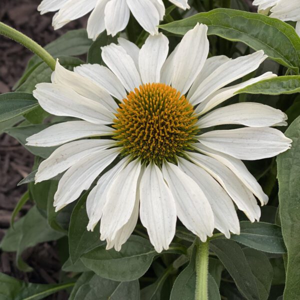 Echinacea Color Coded™ The Price is White - Perennial