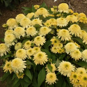 DOUBLE CODED® Butter Pecan Echinacea - Perennial