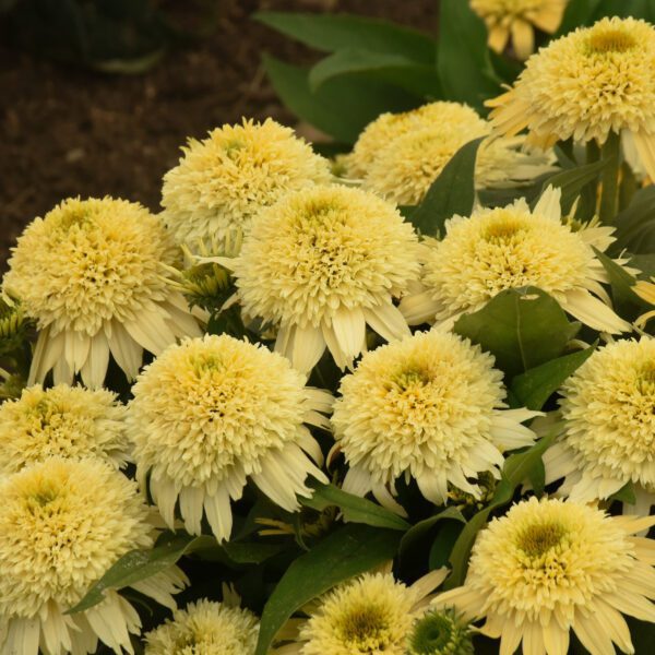 DOUBLE CODED® Butter Pecan Echinacea - Perennial