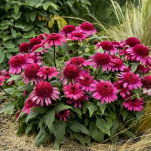 DOUBLE CODED® Raspberry Beret Echinacea - Perennial