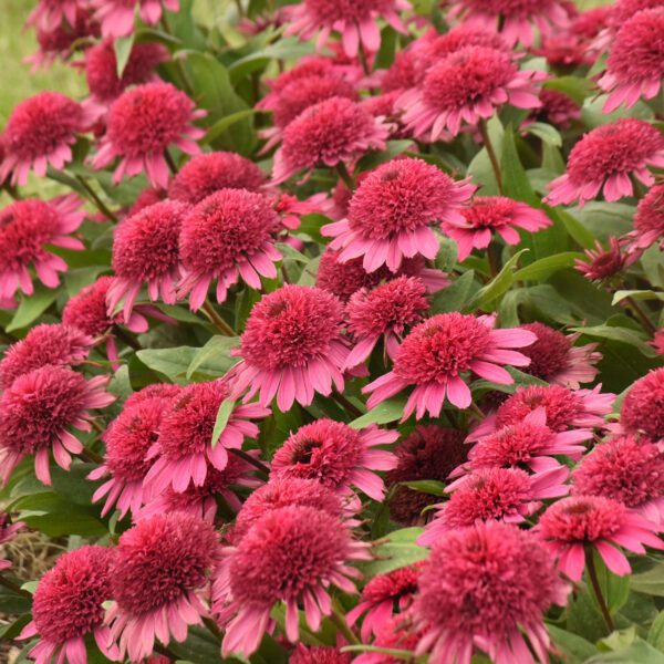 DOUBLE CODED® Raspberry Beret Echinacea - Perennial