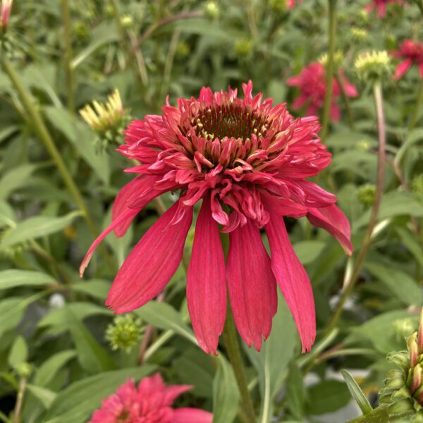 DOUBLE SCOOP™ Cranberry Echinacea - Perennial