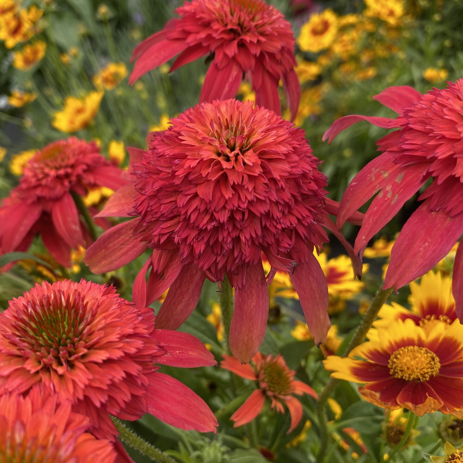 Echinacea Double Scoop Mandarin (Coneflower)