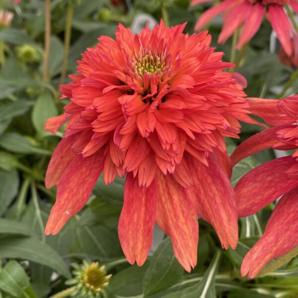 DOUBLE SCOOP™ Mandarin Echinacea - Perennial