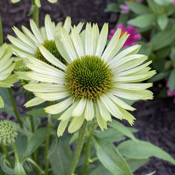 Echinacea Green Jewel - Perennial