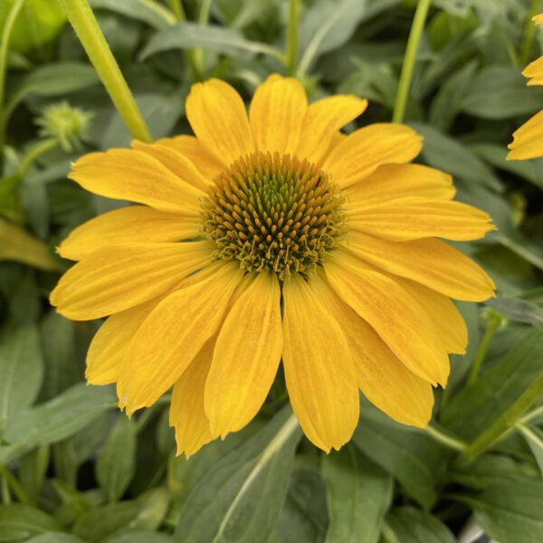 SOMBRERO® Lemon Yellow Echinacea - Perennial