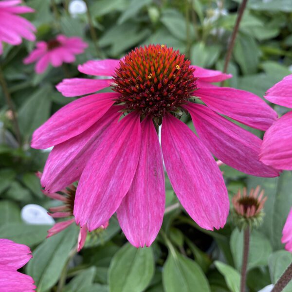 Echinacea SOMBRERO® Rosada - Perennial