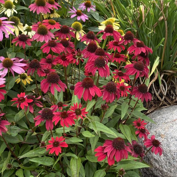 SOMBRERO® Salsa Red Echinacea - Perennial