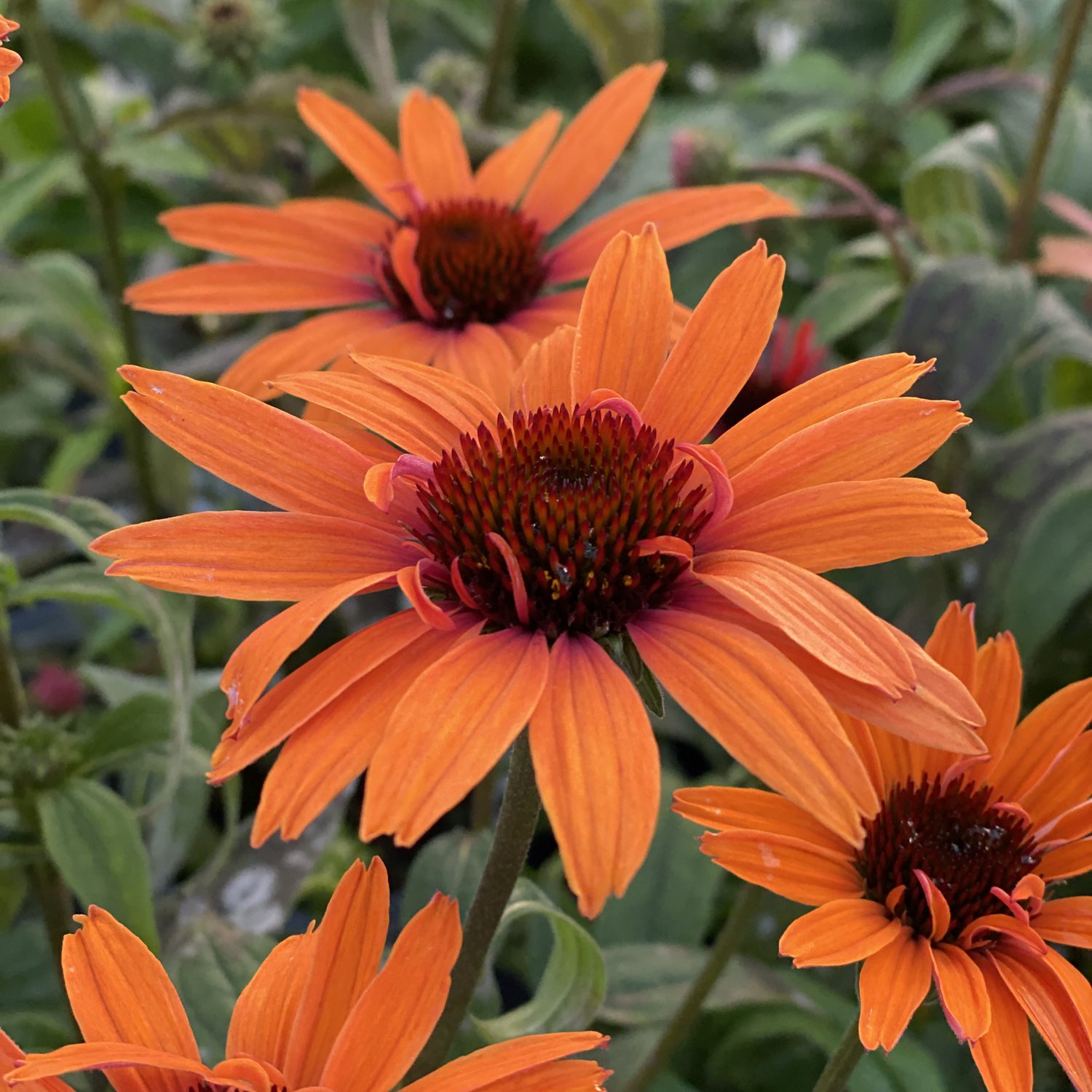 Cenar líder Aproximación Echinacea SOMBRERO® 'Tango Tangerine' - Garden Crossings