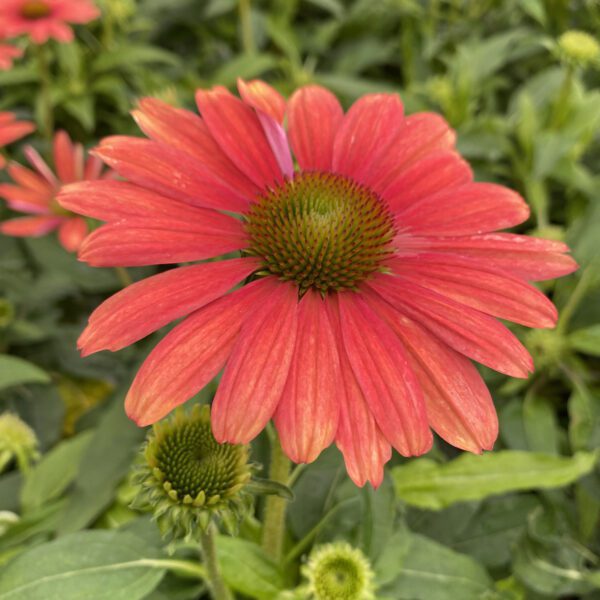 Echinacea SOMBRERO® Tango Tangerine - Perennial