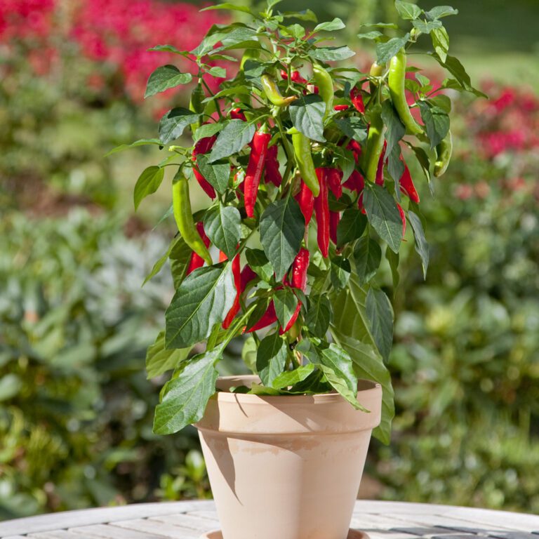 edible_potted_pepper_hot_fajita_pepper_bh_pephf_01-768x768.jpg