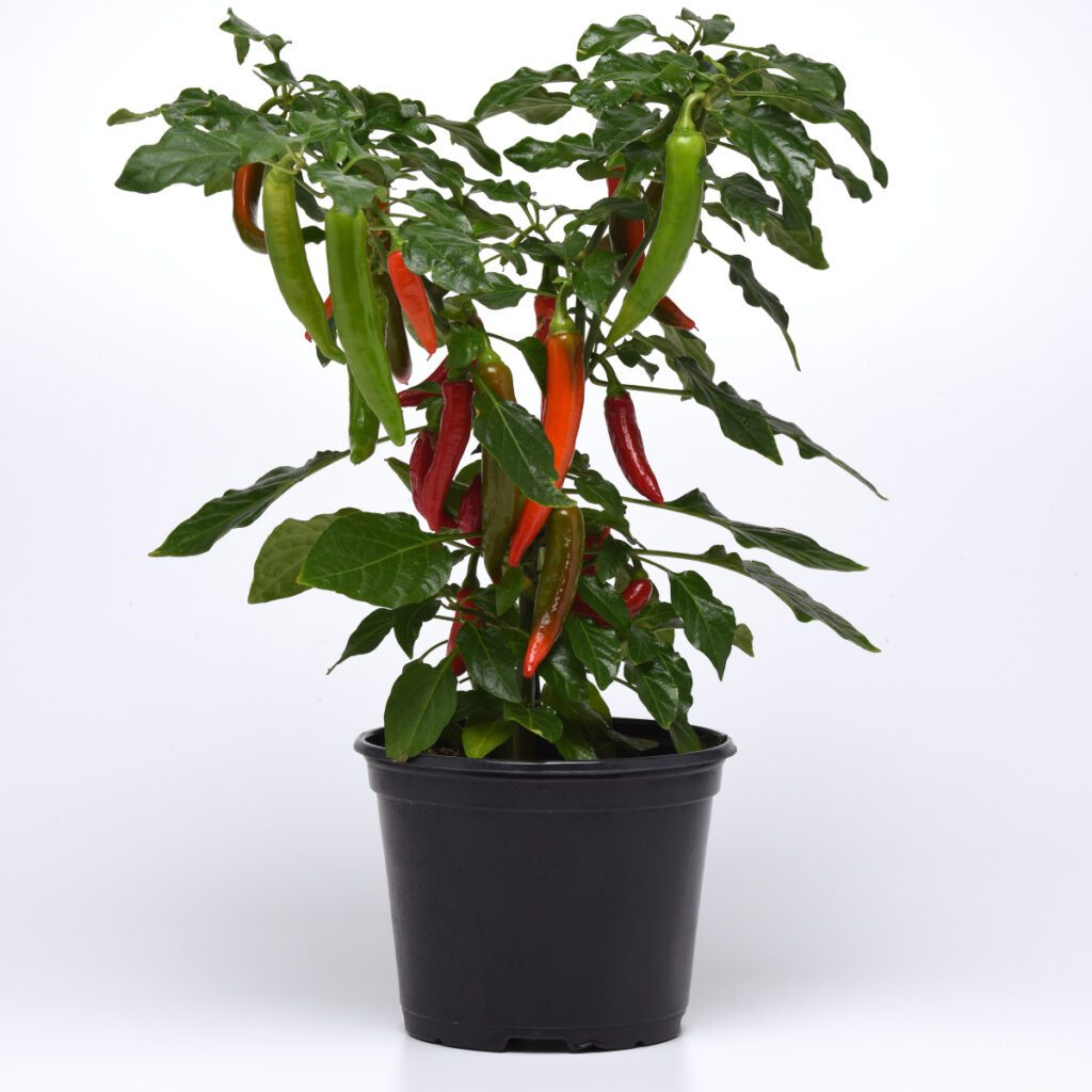 KITCHEN MINIS™ 'Hot Fajita' Pepper Garden Crossings
