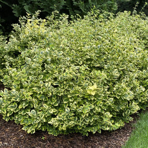 GOLD SPLASH® Euonymus - Shrub