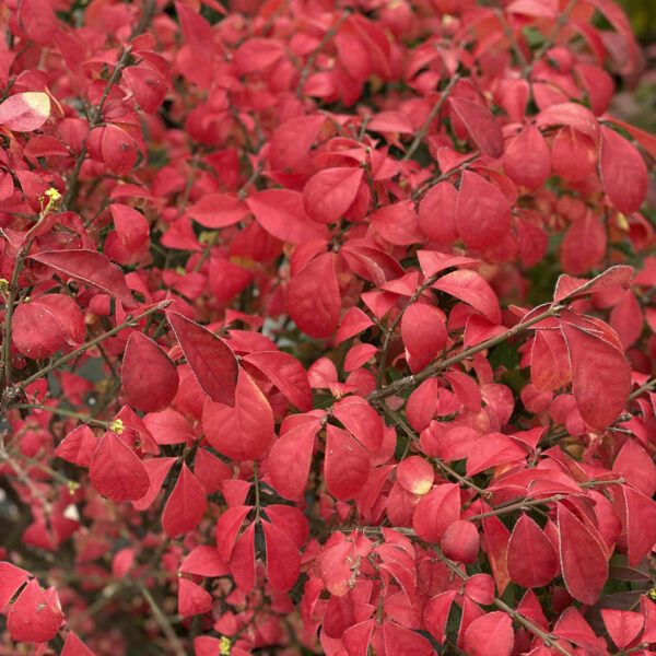 UNFORGETTABLE FIRE® Euonymus - Shrub