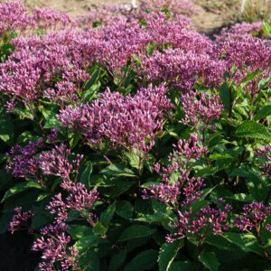 Eupatorium Ruby - Perennial