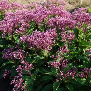 Eupatorium Ruby - Perennial