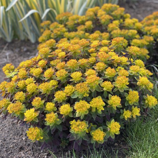 Euphorbia Bonfire - Perennial