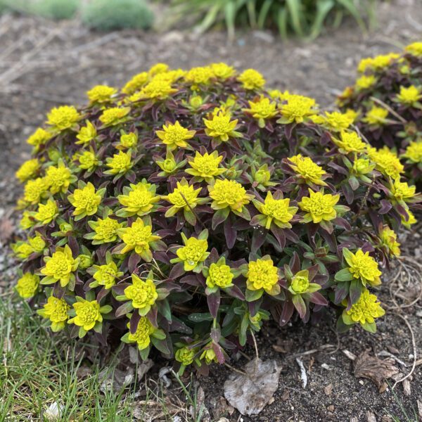 Euphorbia Bonfire - Perennial