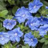BLUE MY MIND® XL Evolvulus - Annual
