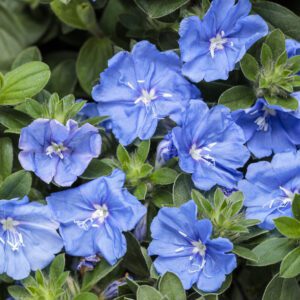 BLUE MY MIND® XL Evolvulus - Annual