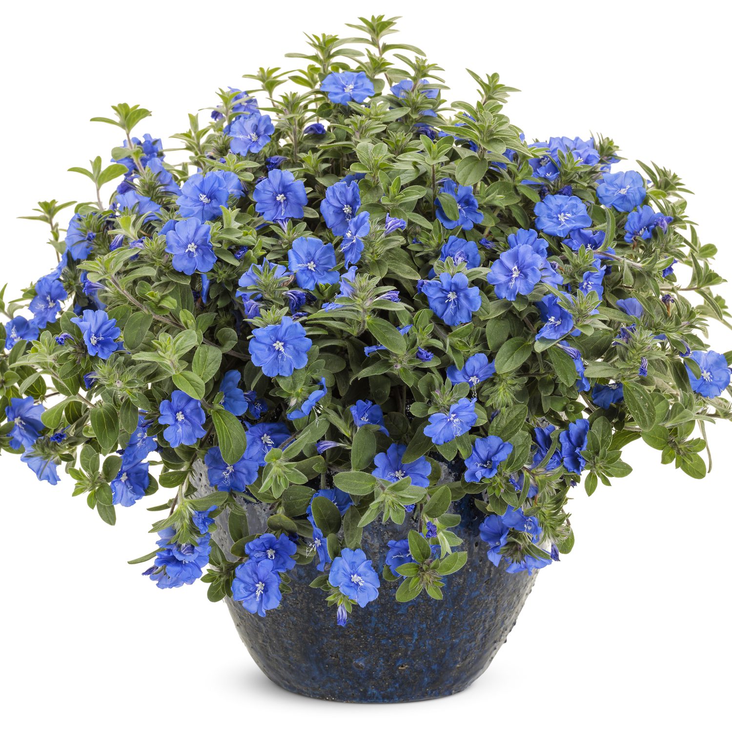 Blue my mind clearance plant
