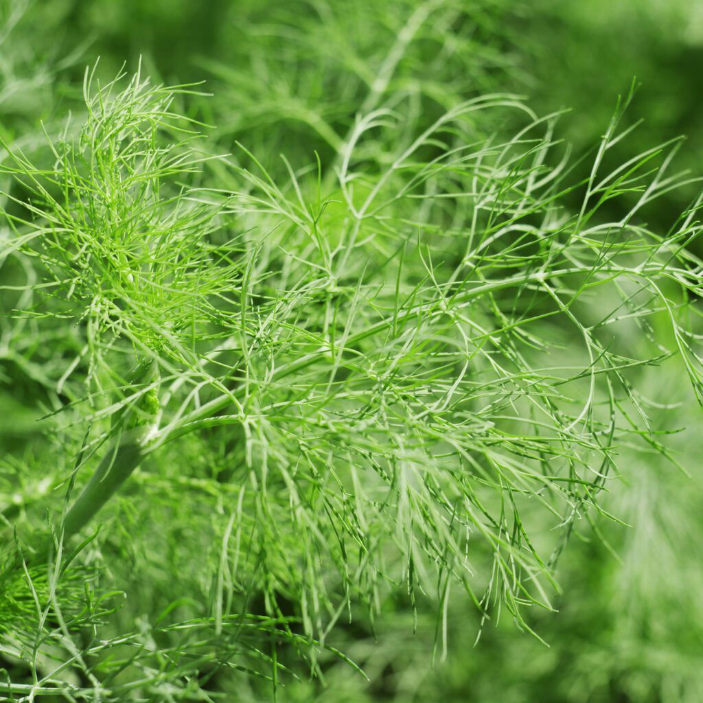 Fennel Garden Crossings