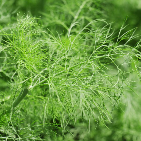 Fennel - Edibles