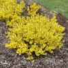 SHOW OFF® SUGAR BABY® Forsythia - Shrub
