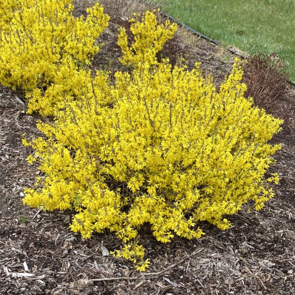 SHOW OFF® SUGAR BABY® Forsythia - Shrub