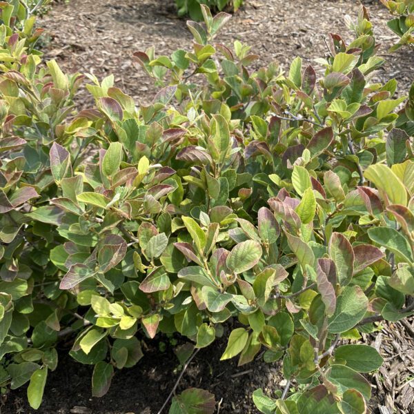 Fothergilla LEGEND OF THE SMALL® - Shrub