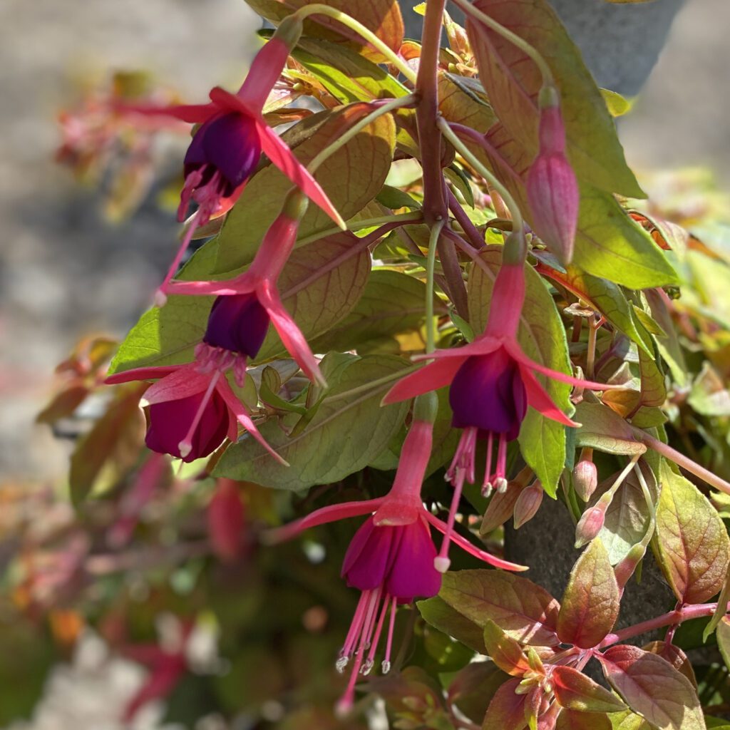 Fuchsia Autumnale - Annual