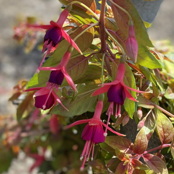 Fuchsia Autumnale - Annual