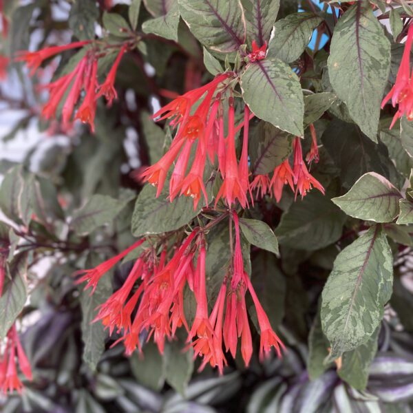 Fuchsia Firecracker - Annual