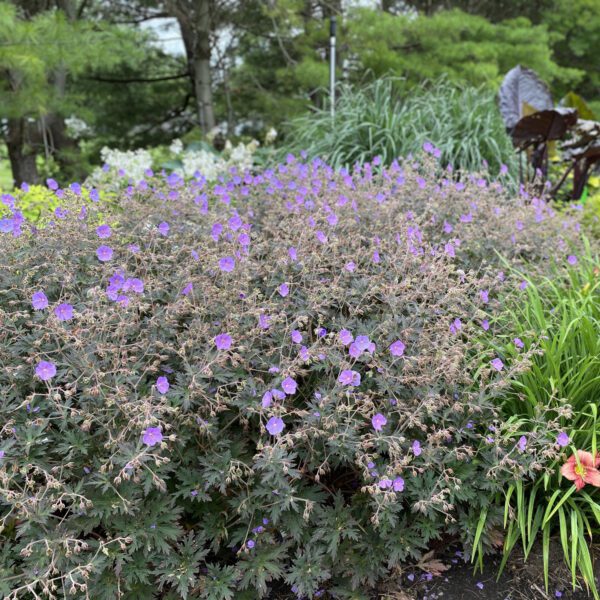 Geranium Boom Chocolatta - Perennial