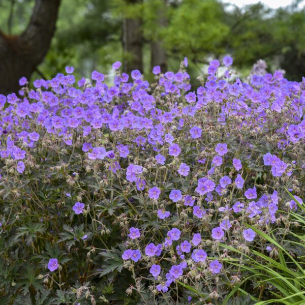 Geranium Boom Chocolatta - Perennial