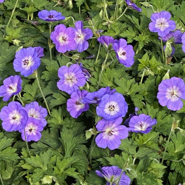 Geranium Rozanne - Perennial