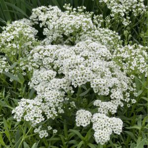 FESTIVAL STAR™ Gypsophila - Perennial