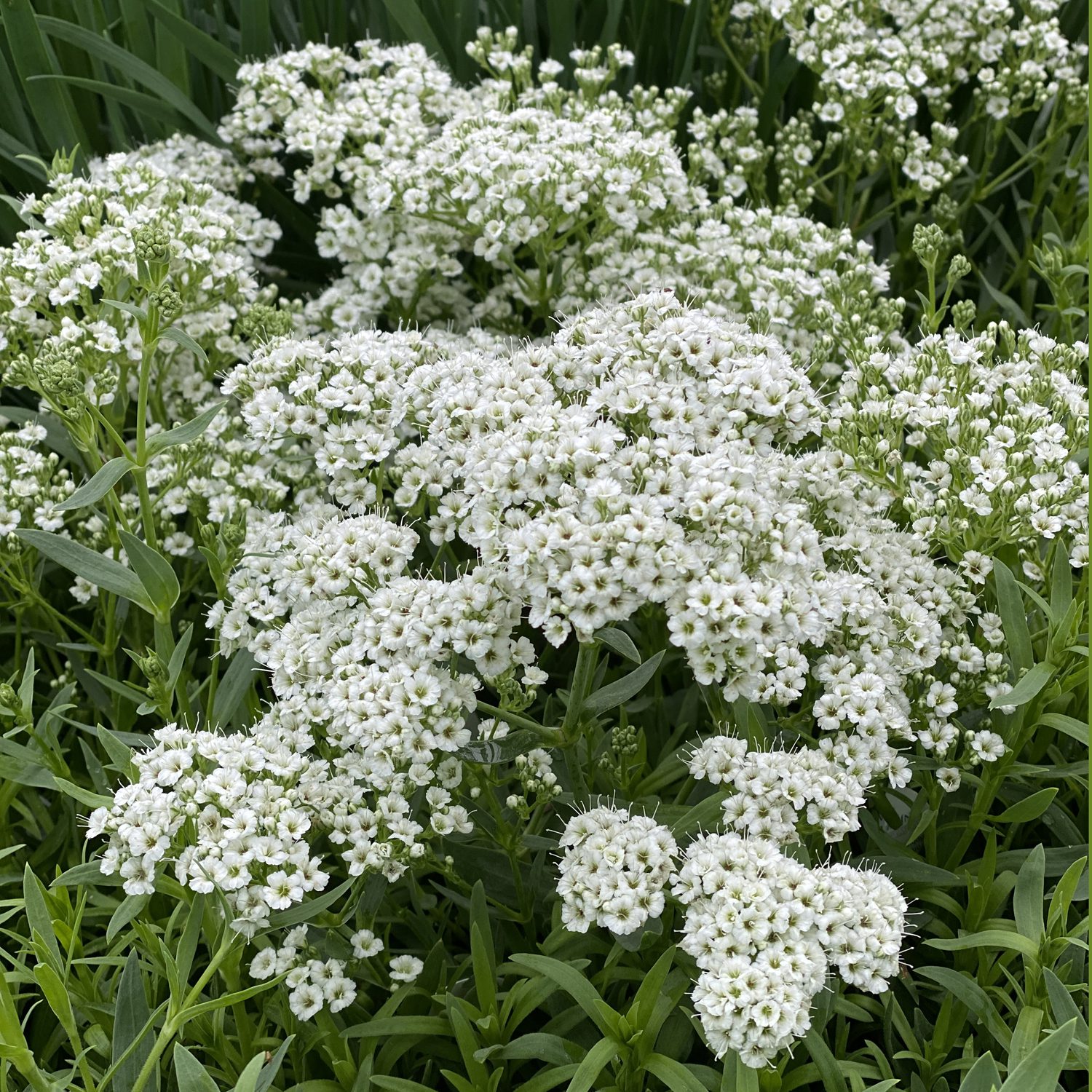 Gypsophila FESTIVAL STAR - Buy Babys Breath Perennials Online