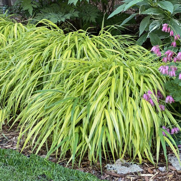 Hakonechloa Aureola - Perennial