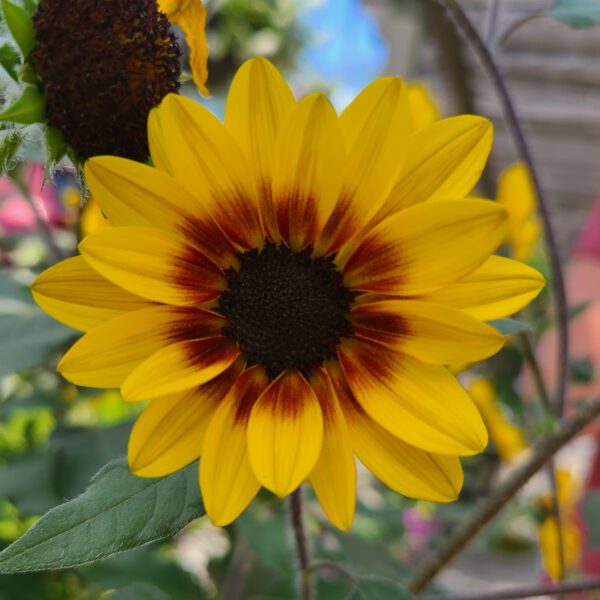 SUNCREDIBLE® Saturn™ Helianthus - Annual