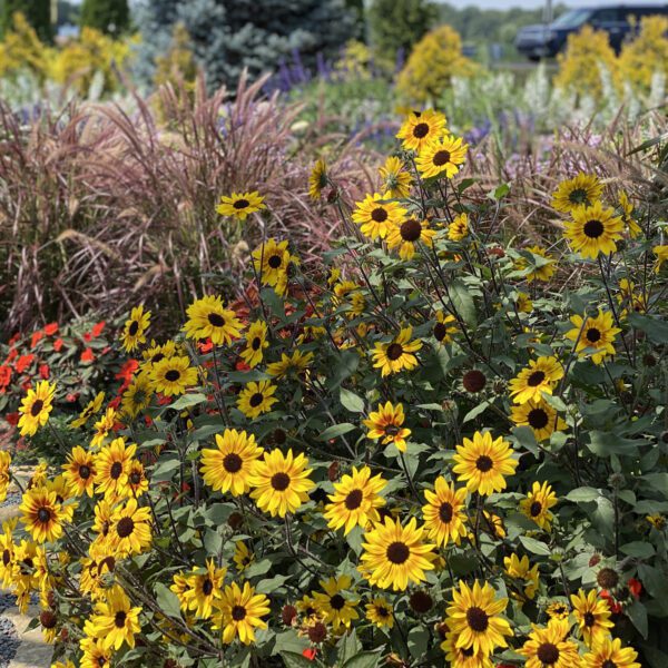 SUNCREDIBLE® Saturn™ Helianthus - Annual