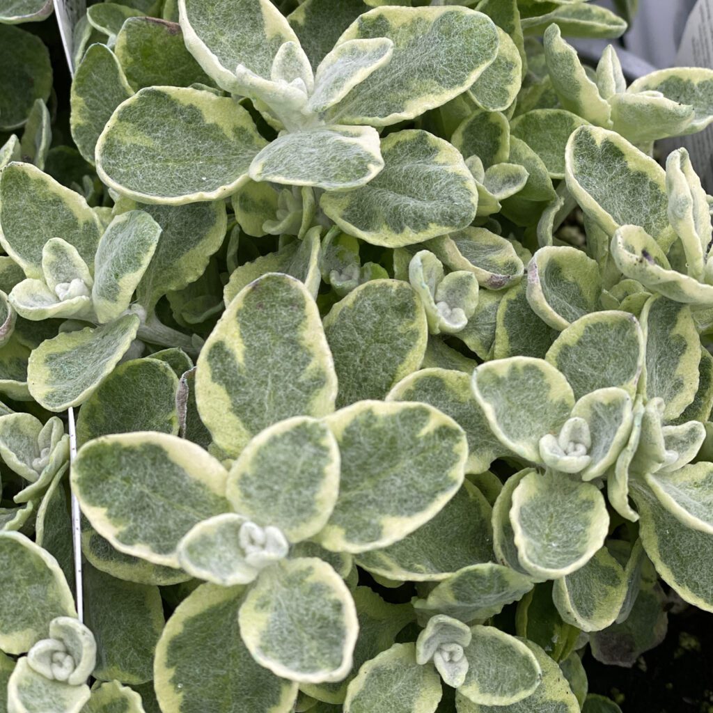 Helichrysum Licorice Splash Order Online