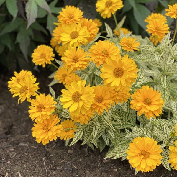 Heliopsis Bit of Honey - Perennial