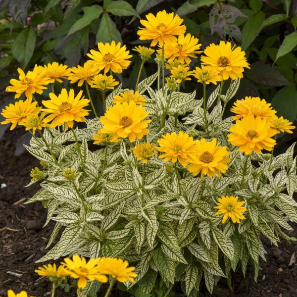 Heliopsis Bit of Honey - Perennial