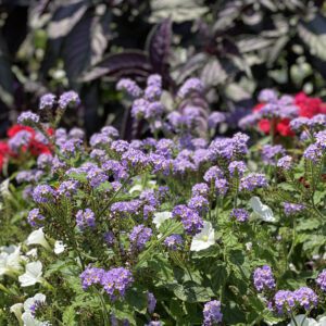 AUGUSTA® Lavender Heliotropium - Annual