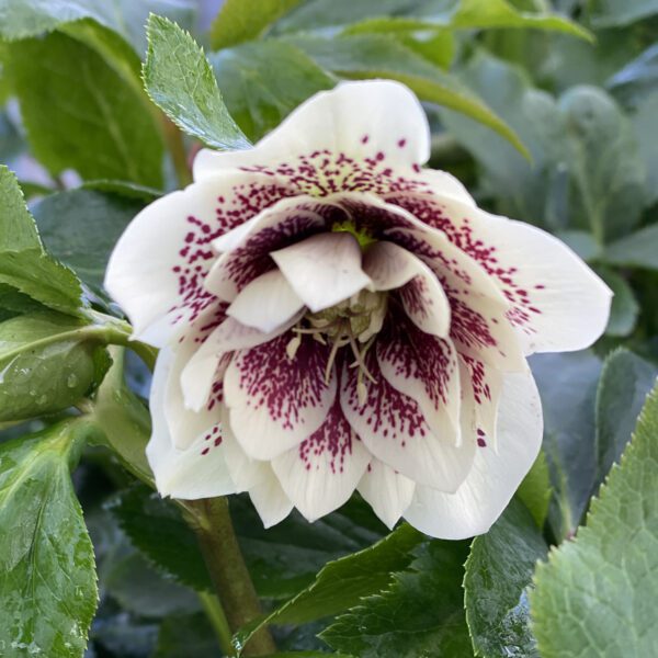 WEDDING PARTY® Confetti Cake Helleborus - Perennial